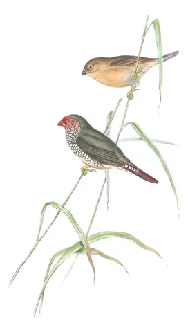 Volume III, plate 84 of Gould's The Birds of Australia: Star Finch (Emblema ruficauda)