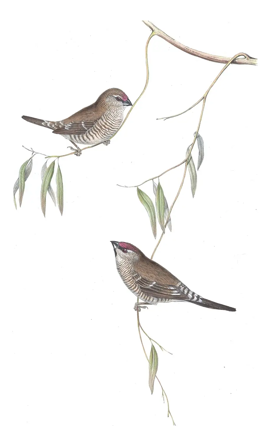 Volume III, plate 85 of Gould's The Birds of Australia: Plum-headed Finch (Emblema modestum)