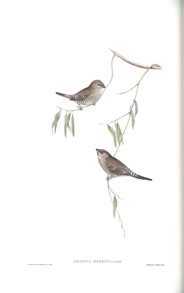 The whole sheet of volume III, plate 85, with its engraved caption