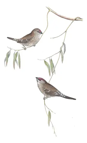 Volume III, plate 85 of Gould's The Birds of Australia: Plum-headed Finch (Emblema modestum)