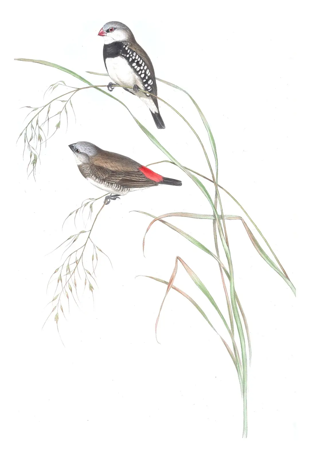 Volume III, plate 86 of Gould's The Birds of Australia: Diamond Firetail (Stagonopleura guttata)