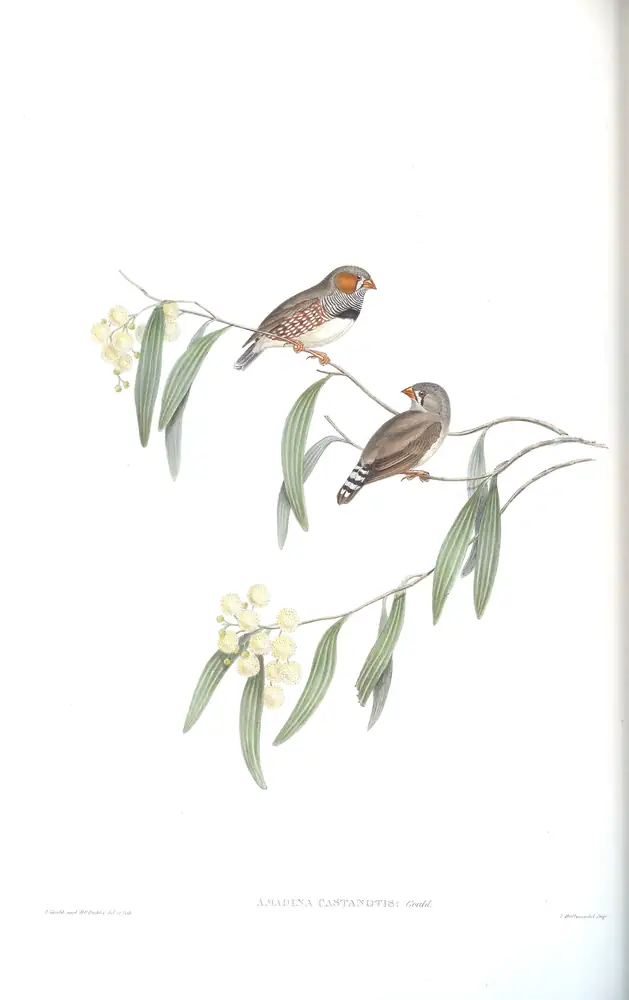 The whole sheet of volume III, plate 87, with its engraved caption