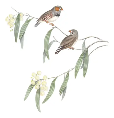 Volume III, plate 87 of Gould's The Birds of Australia: Zebra Finch (Taeniopygia guttata)