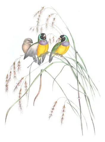 Volume III, plate 88 of Gould's The Birds of Australia: Gouldian Finch (Chloebia gouldiae)