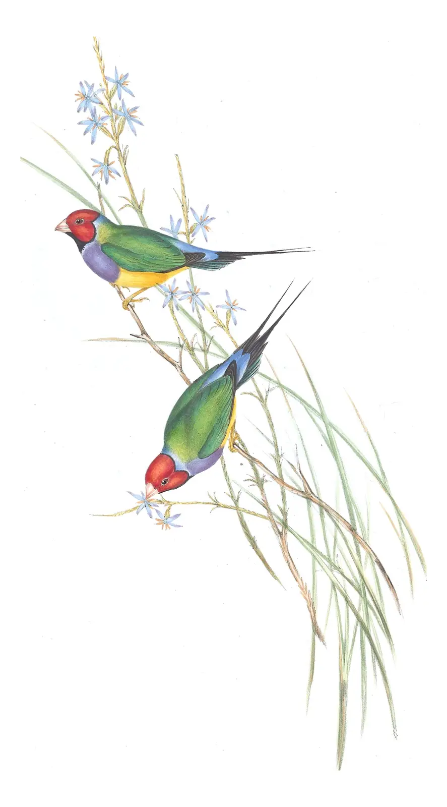 Volume III, plate 89 of Gould's The Birds of Australia: Gouldian Finch (Chloebia gouldiae)