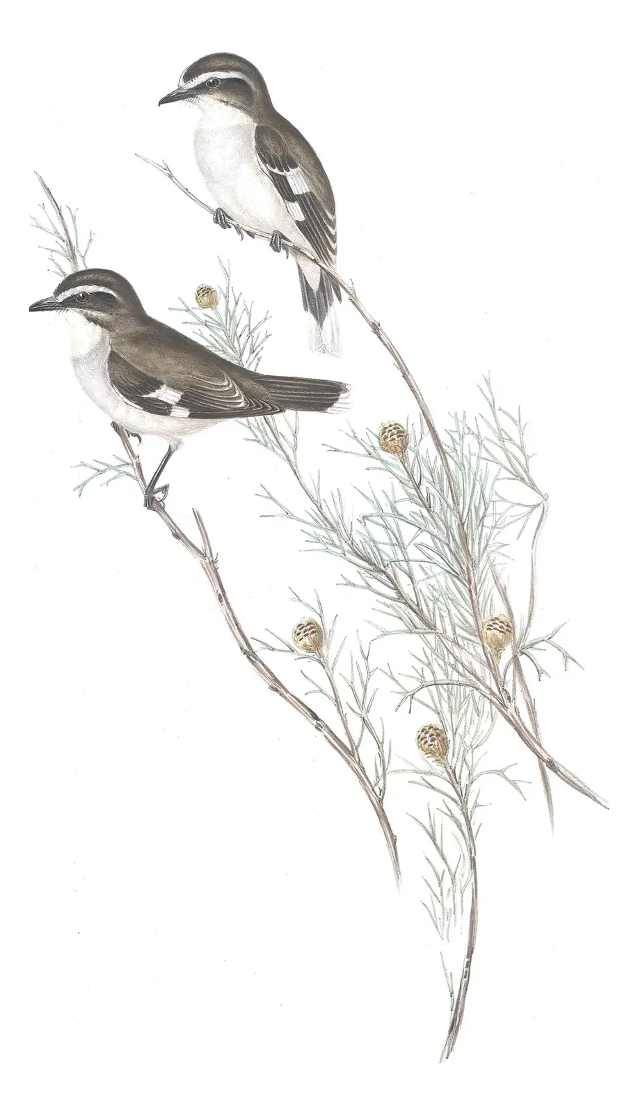 Volume III, plate 9 of Gould's The Birds of Australia: White-browed Robin (Poecilodryas superciliosa)