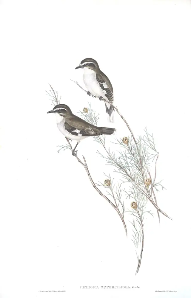 The whole sheet of volume III, plate 9, with its engraved caption
