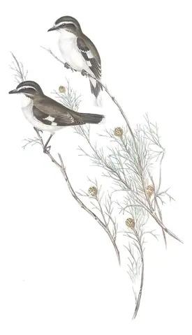 Volume III, plate 9 of Gould's The Birds of Australia: White-browed Robin (Poecilodryas superciliosa)