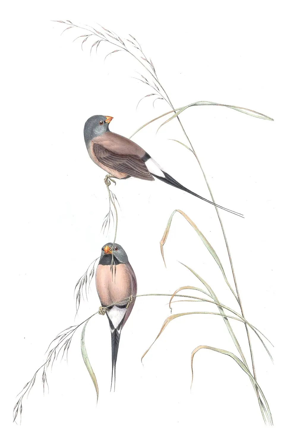 Volume III, plate 90 of Gould's The Birds of Australia: Long-tailed Finch (Poephila acuticauda)