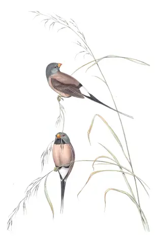 Volume III, plate 90 of Gould's The Birds of Australia: Long-tailed Finch (Poephila acuticauda)