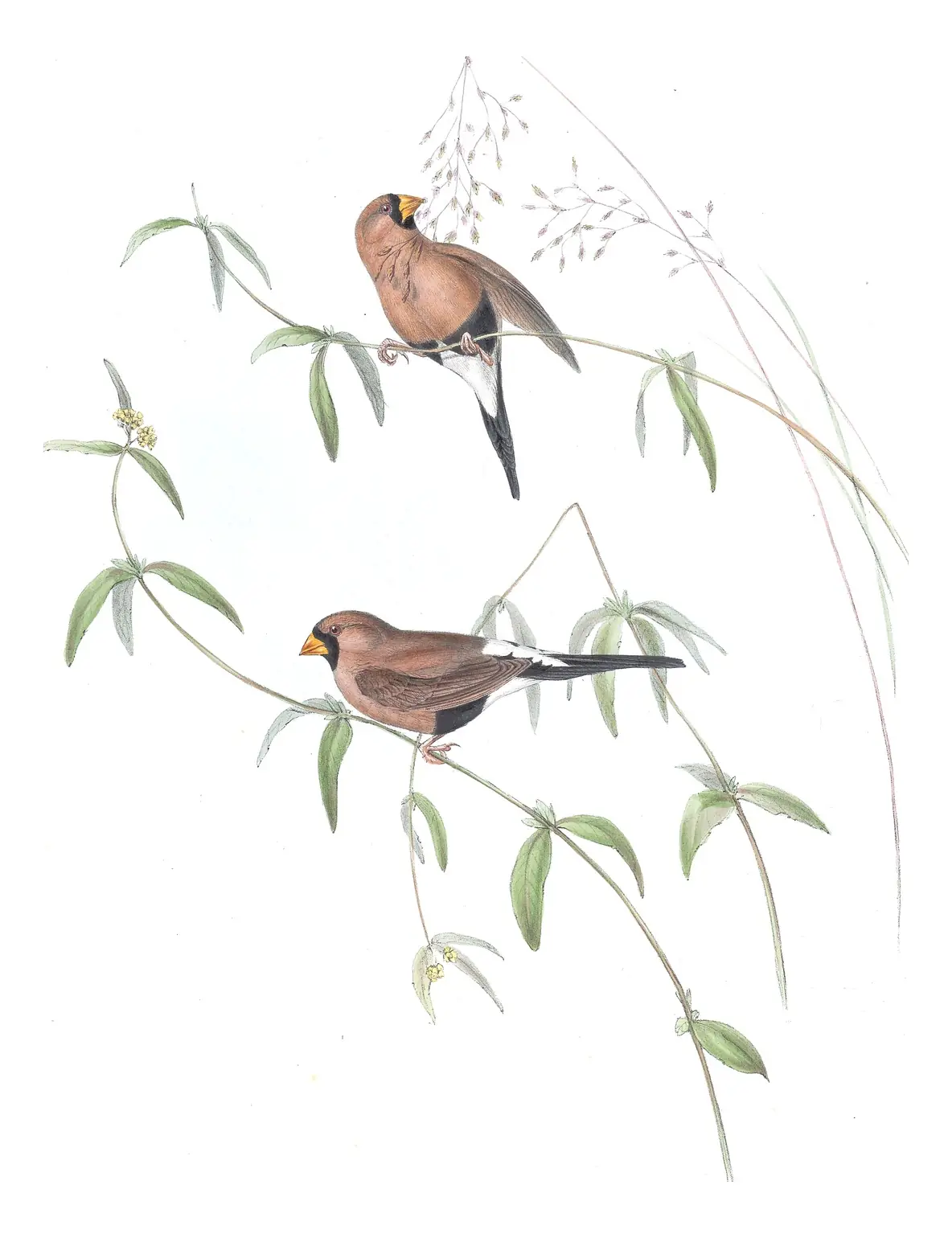 Volume III, plate 91 of Gould's The Birds of Australia: Masked Finch (Poephila personata)