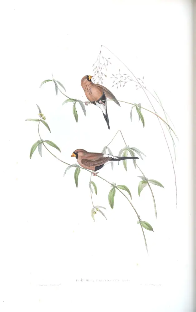 The whole sheet of volume III, plate 91, with its engraved caption