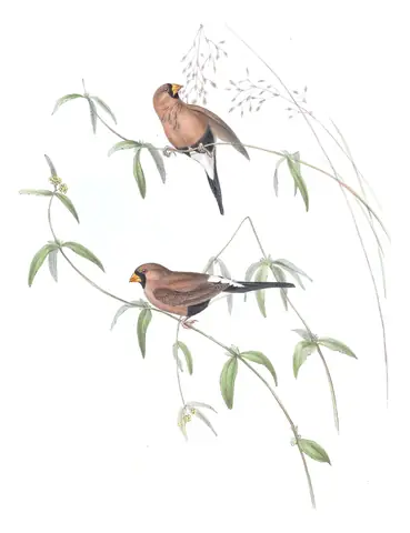 Volume III, plate 91 of Gould's The Birds of Australia: Masked Finch (Poephila personata)