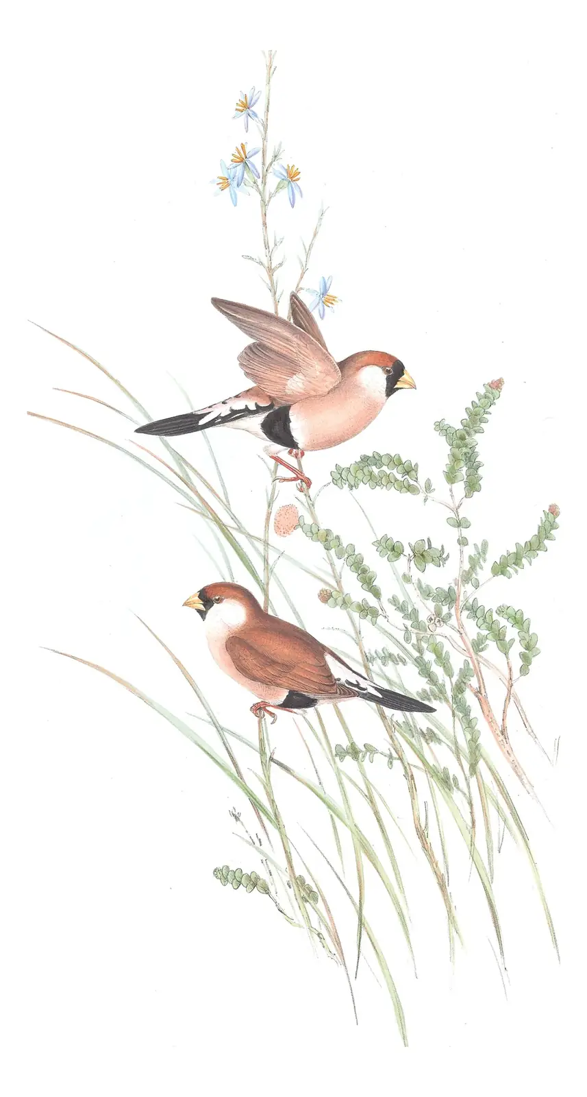 Volume III, plate 92 of Gould's The Birds of Australia: Masked Finch (Poephila personata)