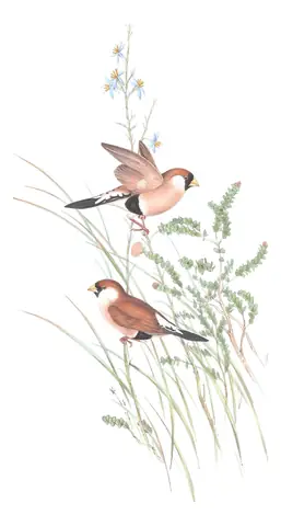 Volume III, plate 92 of Gould's The Birds of Australia: Masked Finch (Poephila personata)