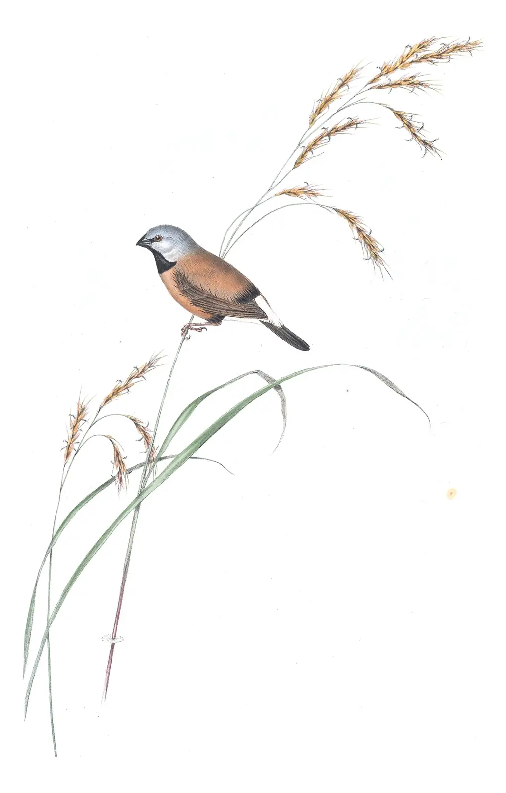 Volume III, plate 93 of Gould's The Birds of Australia: Black-throated Finch (Poephila cincta)