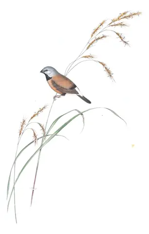 Volume III, plate 93 of Gould's The Birds of Australia: Black-throated Finch (Poephila cincta)
