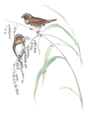 Volume III, plate 94 of Gould's The Birds of Australia: Chestnut-breasted Munia (Lonchura castaneothorax)