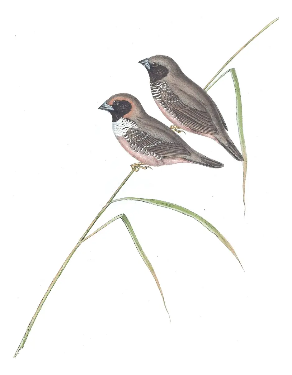 Volume III, plate 95 of Gould's The Birds of Australia: Pictorella Munia (Heteromunia pectoralis)