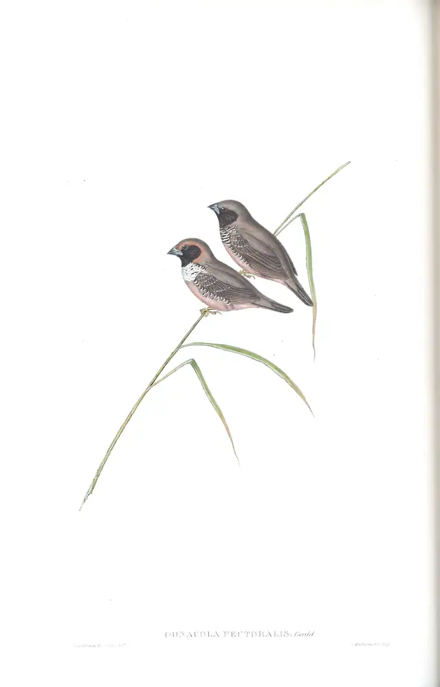 The whole sheet of volume III, plate 95, with its engraved caption