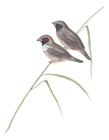 Volume III, plate 95 of Gould's The Birds of Australia: Pictorella Munia (Heteromunia pectoralis)