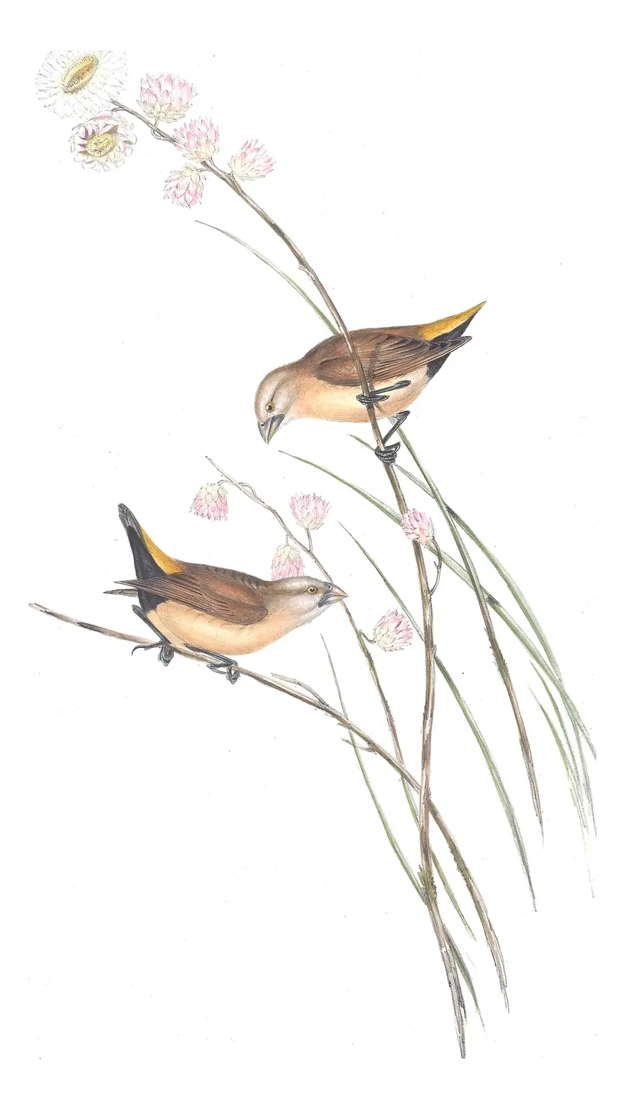 Volume III, plate 96 of Gould's The Birds of Australia: Yellow-rumped Munia (Lonchura flaviprymna)