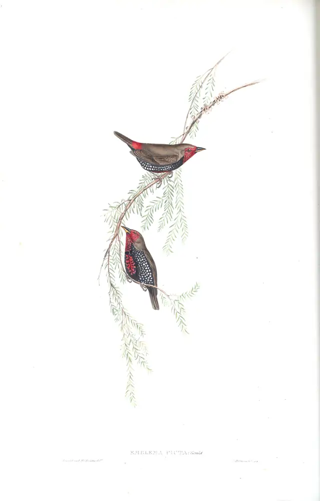 The whole sheet of volume III, plate 97, with its engraved caption