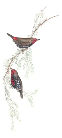 Volume III, plate 97 of Gould's The Birds of Australia: Painted Firetail (Emblema pictum)