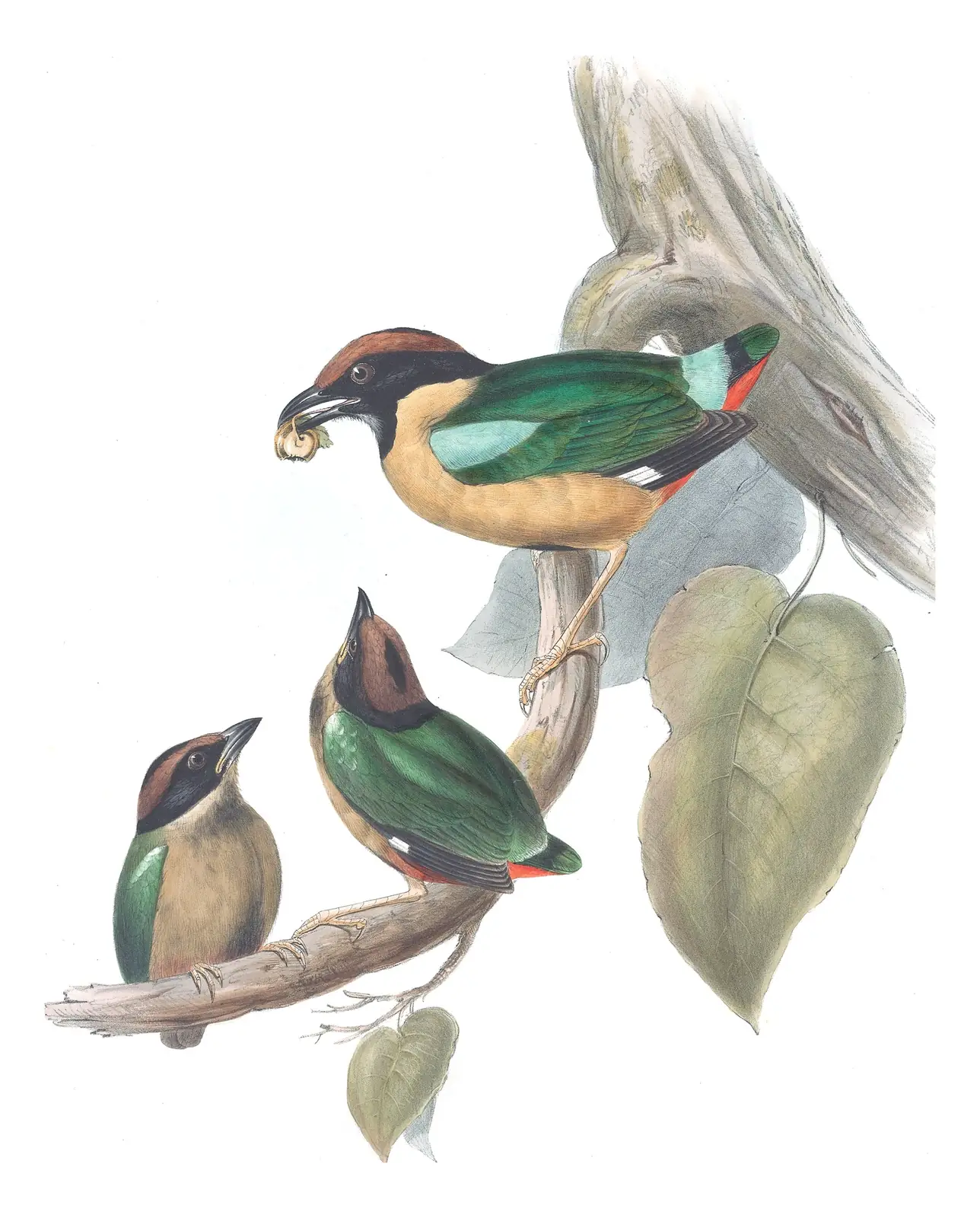 Volume IV, plate 1 of Gould's The Birds of Australia: Noisy Pitta (Pitta versicolor)