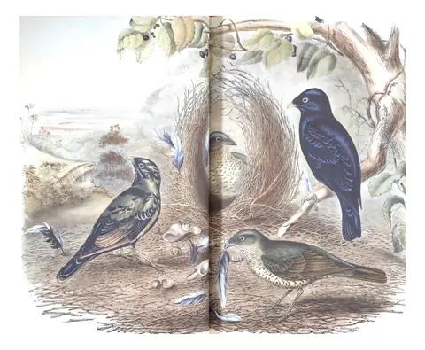 Volume IV, plate 10 of Gould's The Birds of Australia: Satin Bowerbird (Ptilonorhynchus violaceus)