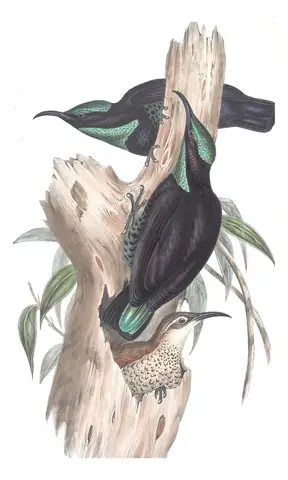 Volume IV, plate 100 of Gould's The Birds of Australia: Paradise Riflebird (Ptiloris paradiseus)