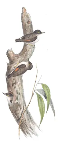 Volume IV, plate 101 of Gould's The Birds of Australia: Varied Sittella (Daphoenositta chrysoptera)
