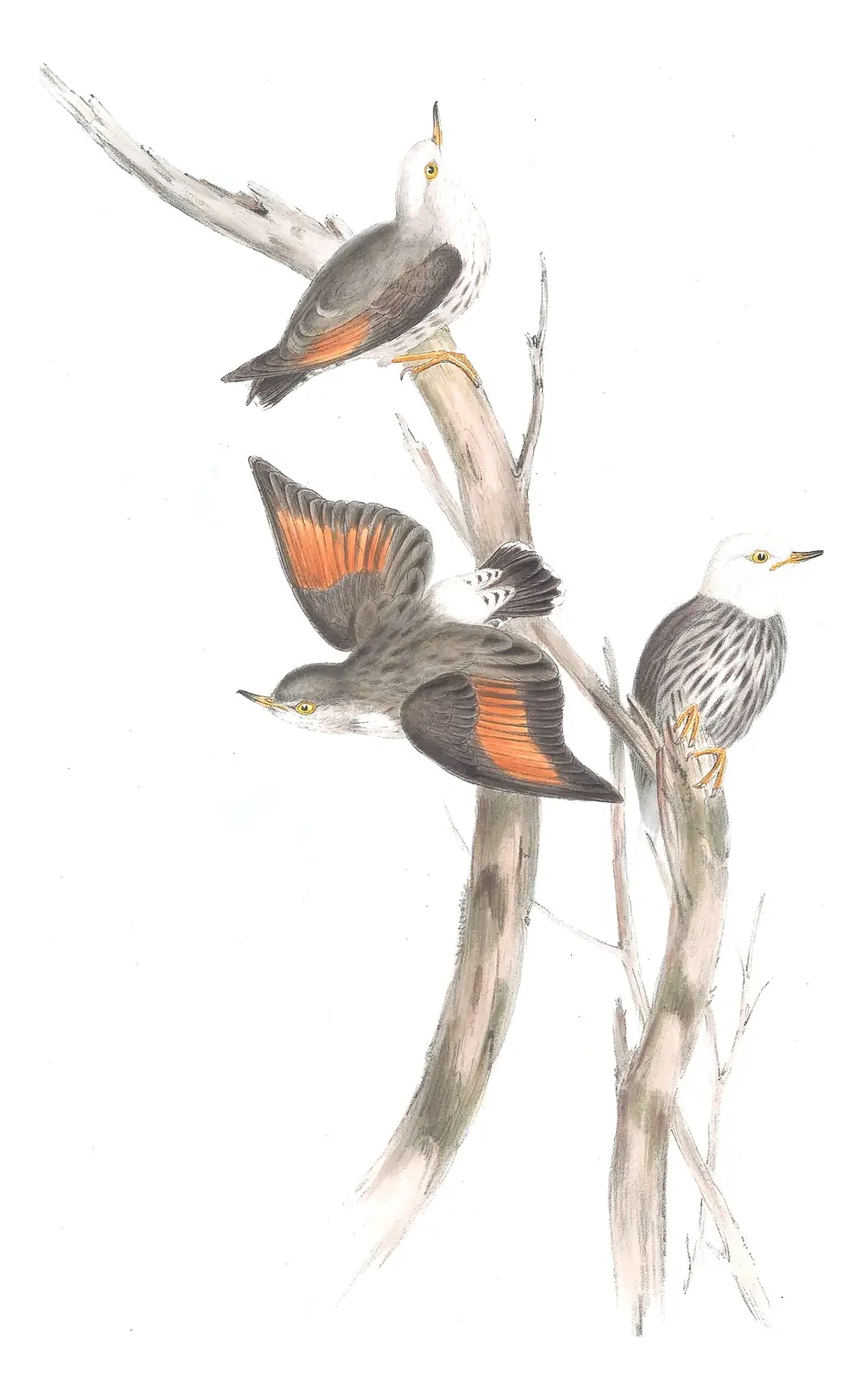 Volume IV, plate 102 of Gould's The Birds of Australia: Varied Sittella (Daphoenositta chrysoptera)