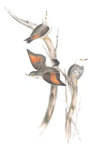 Volume IV, plate 102 of Gould's The Birds of Australia: Varied Sittella (Daphoenositta chrysoptera)