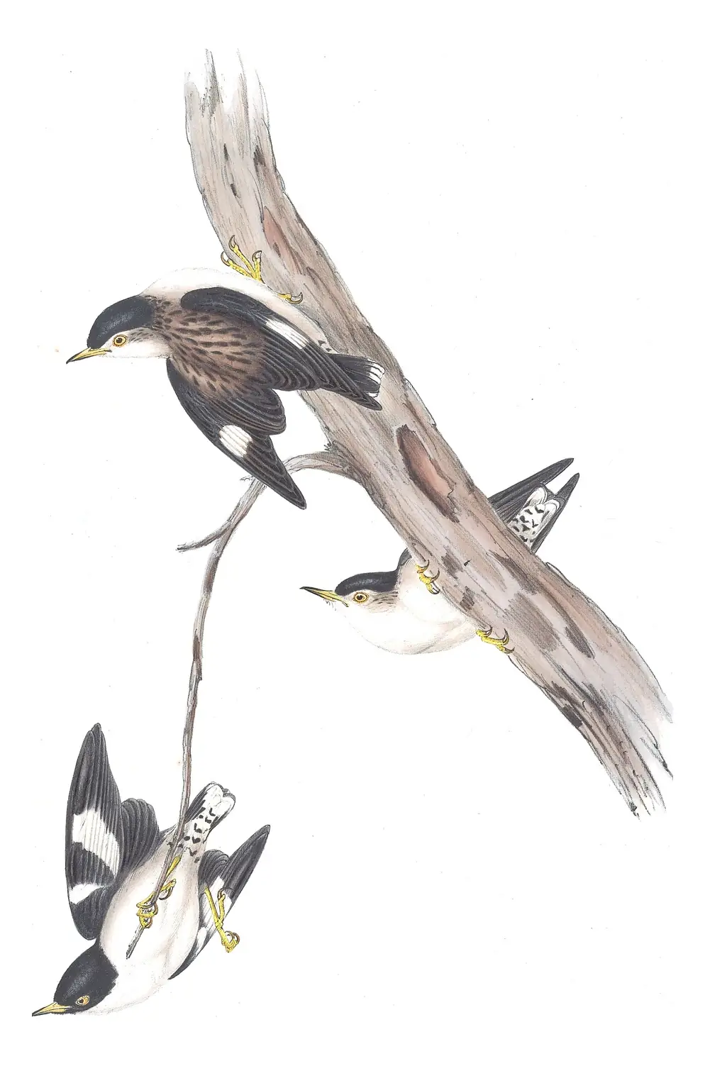 Volume IV, plate 103 of Gould's The Birds of Australia: Varied Sittella (Daphoenositta chrysoptera)