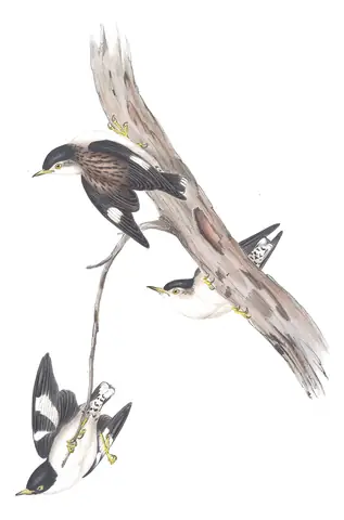 Volume IV, plate 103 of Gould's The Birds of Australia: Varied Sittella (Daphoenositta chrysoptera)