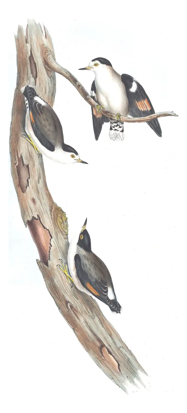 Volume IV, plate 104 of Gould's The Birds of Australia: Varied Sittella (Daphoenositta chrysoptera)
