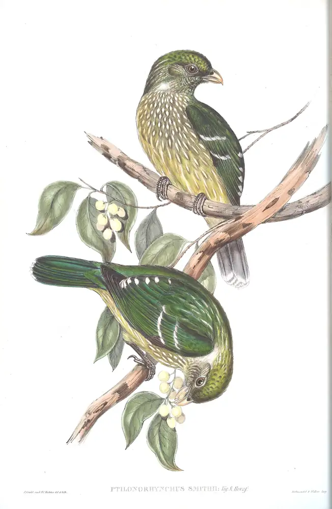 The whole sheet of volume IV, plate 11, with its engraved caption