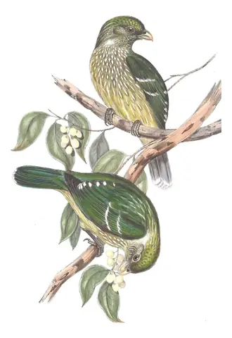 Volume IV, plate 11 of Gould's The Birds of Australia: Green Catbird (Ailuroedus crassirostris)