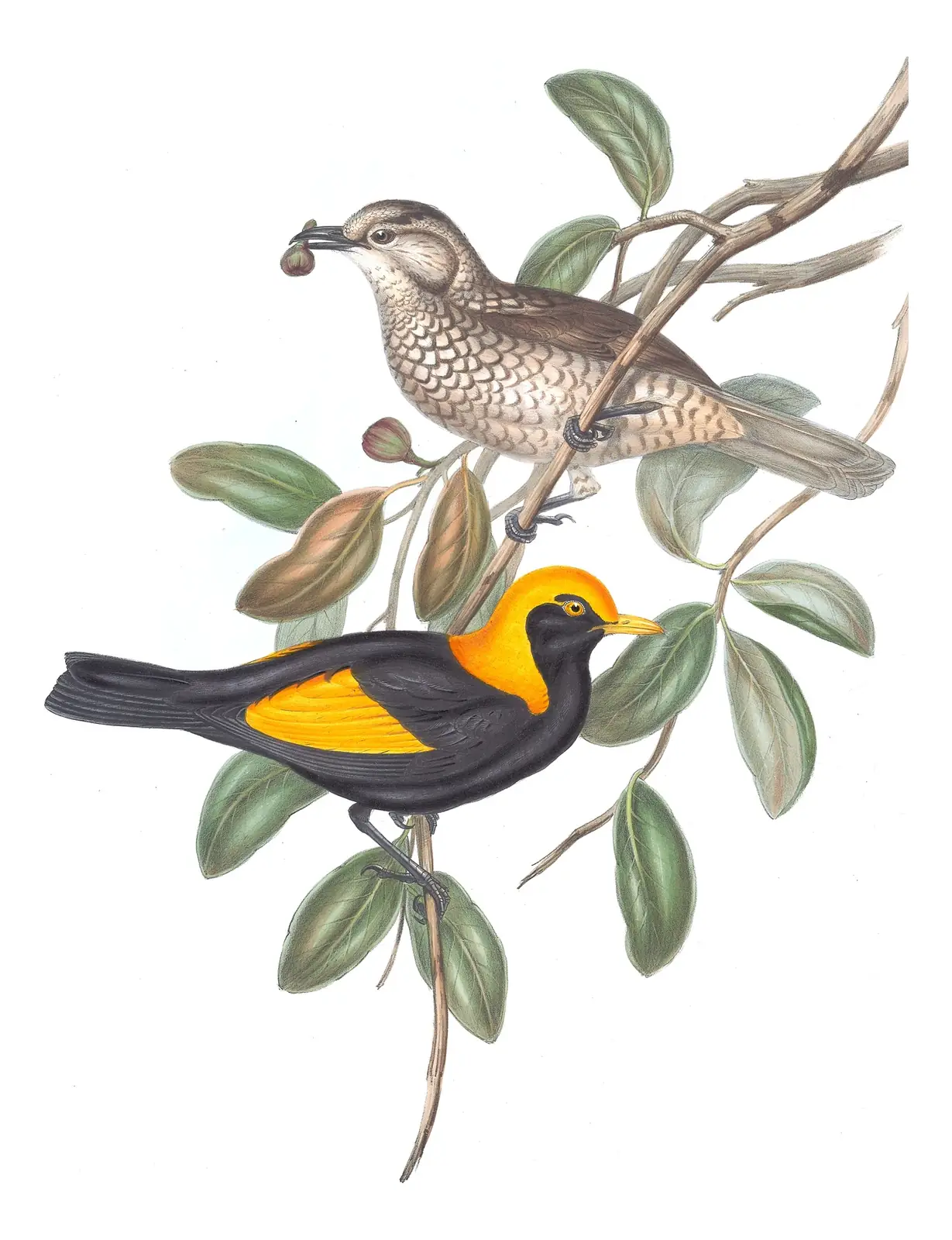 Volume IV, plate 12 of Gould's The Birds of Australia: Regent Bowerbird (Sericulus chrysocephalus)