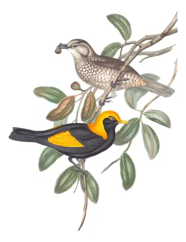 Volume IV, plate 12 of Gould's The Birds of Australia: Regent Bowerbird (Sericulus chrysocephalus)