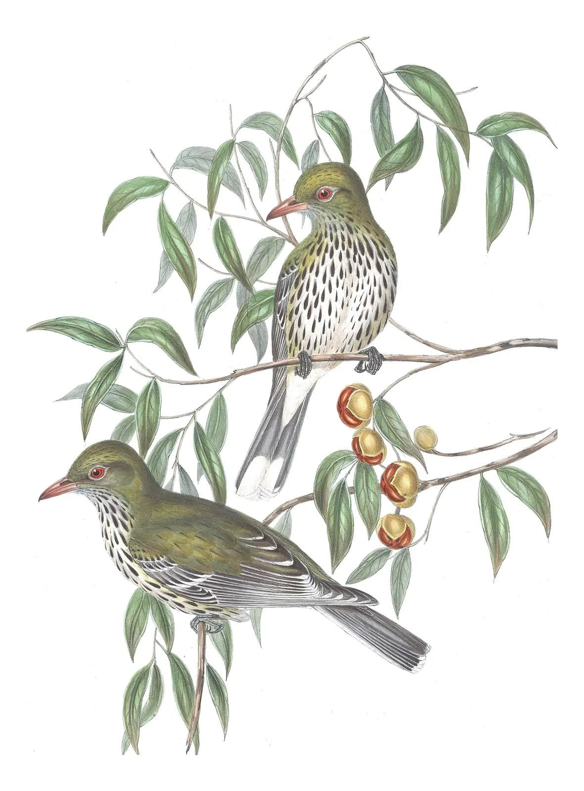 Volume IV, plate 13 of Gould's The Birds of Australia: Olive-backed Oriole (Oriolus sagittatus)