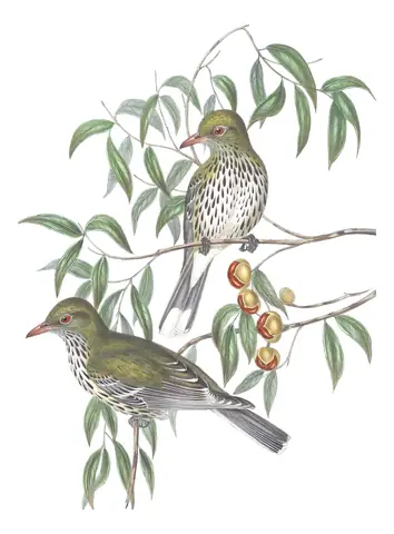 Volume IV, plate 13 of Gould's The Birds of Australia: Olive-backed Oriole (Oriolus sagittatus)