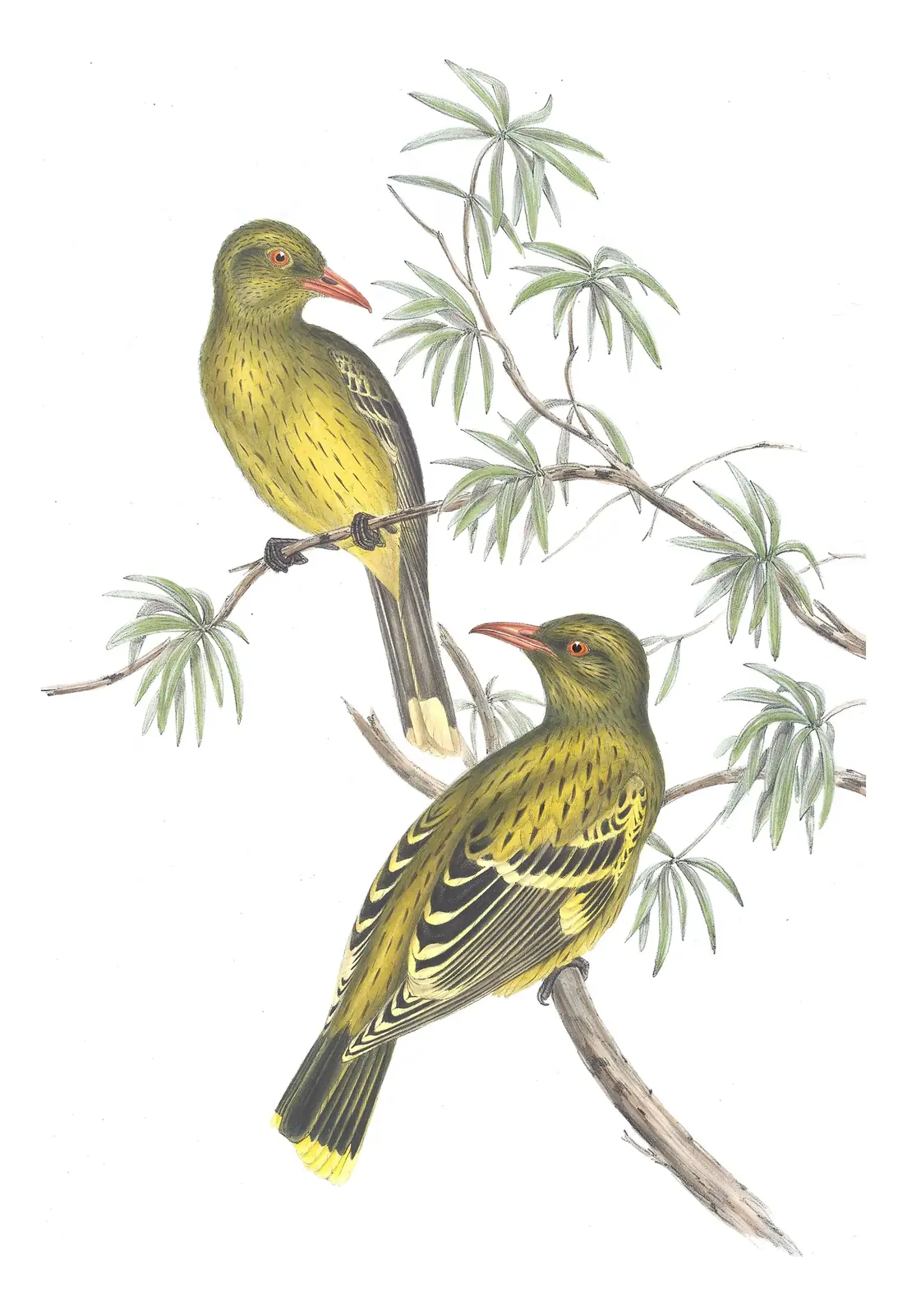 Volume IV, plate 14 of Gould's The Birds of Australia: Green Oriole (Oriolus flavocinctus)