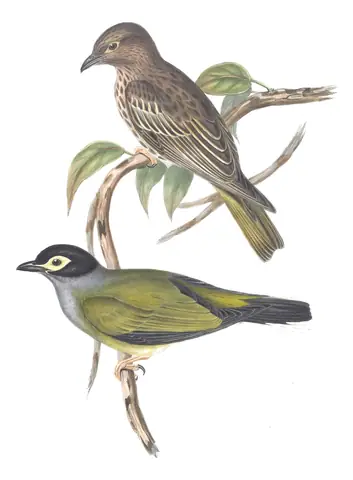 Volume IV, plate 15 of Gould's The Birds of Australia: Australasian Figbird (Sphecotheres vieilloti)