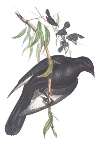 Volume IV, plate 16 of Gould's The Birds of Australia: White-winged Chough (Corcorax melanorhamphos)