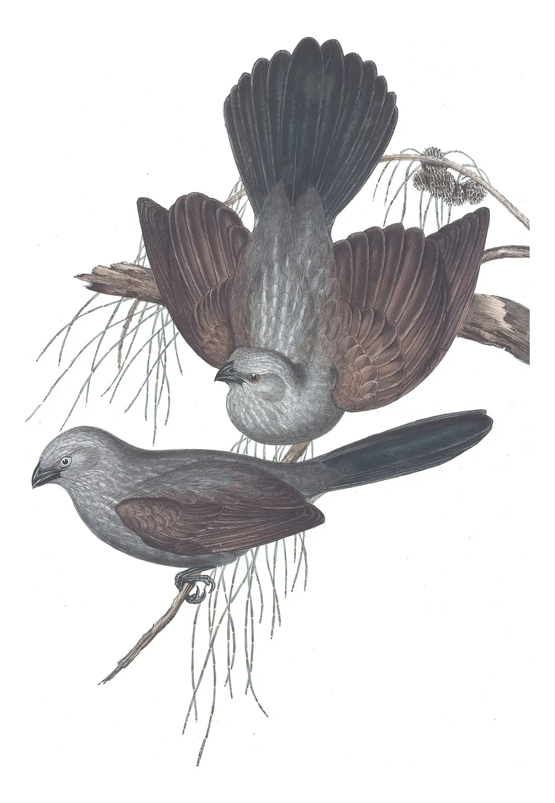 Volume IV, plate 17 of Gould's The Birds of Australia: Apostlebird (Struthidea cinerea)