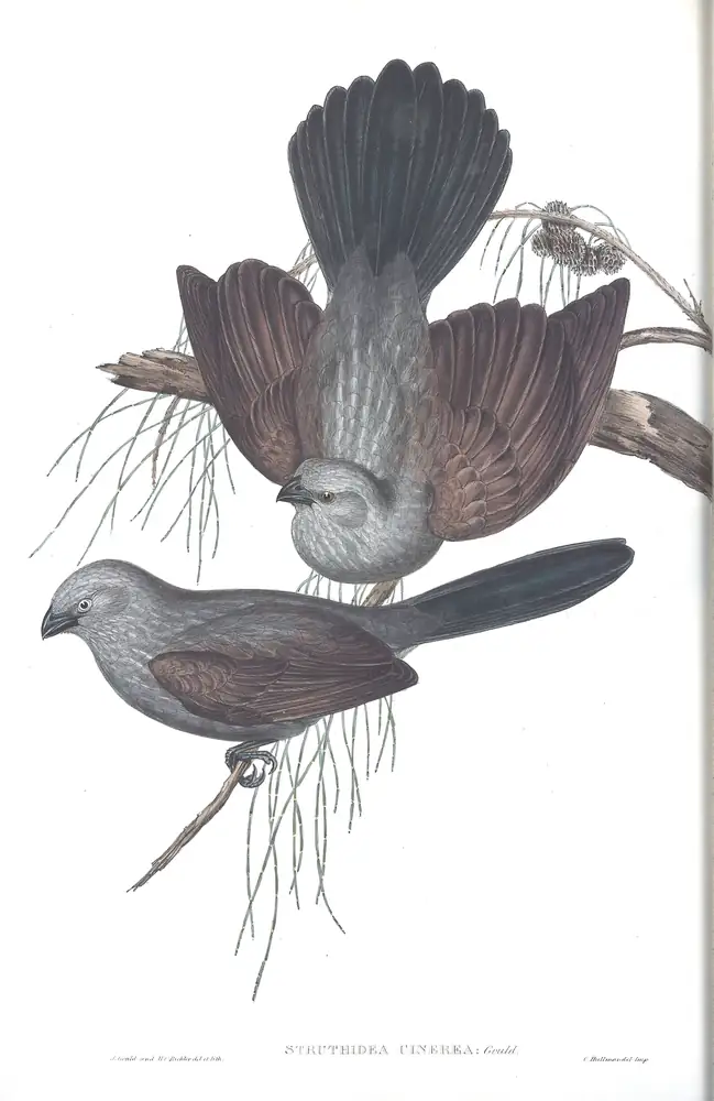 The whole sheet of volume IV, plate 17, with its engraved caption