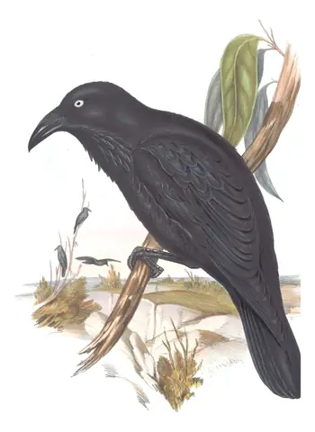 Volume IV, plate 18 of Gould's The Birds of Australia: Forest Raven (Corvus tasmanicus)