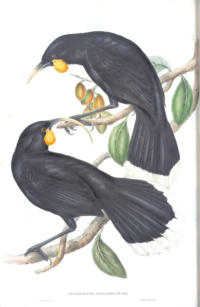 The whole sheet of volume IV, plate 19, with its engraved caption